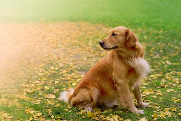 金毛犬挑食不吃狗粮怎么办