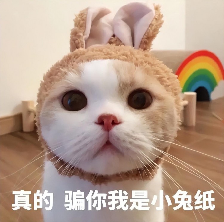 对宠主很“友善”的4种猫，你的猫在其中吗？