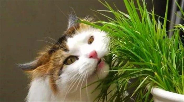 猫咪经常挑食惹人愁铲屎官切忌勤换粮五种防挑食的喂粮方式！