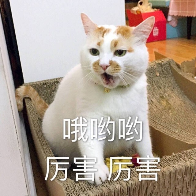 猫最喜欢的“气味”，你身上有一种，猫会爱上你