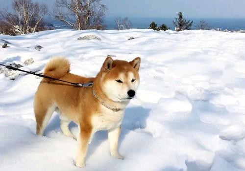 怎样选择健康的柴犬 看到你就知道了