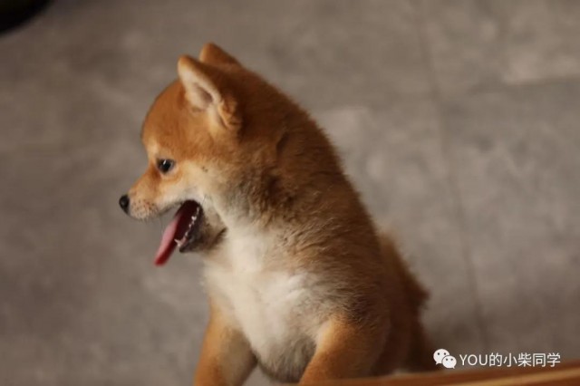 公柴犬和母柴犬区别！新手养柴犬选择哪个好