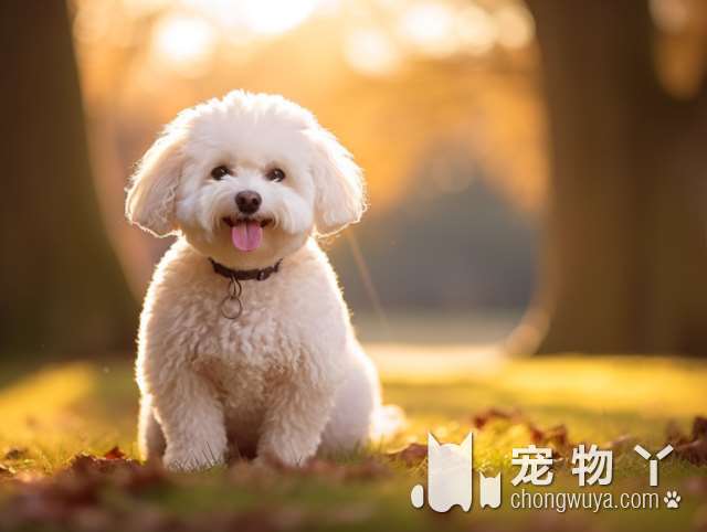 吉娃娃犬纯正颜色有哪些？