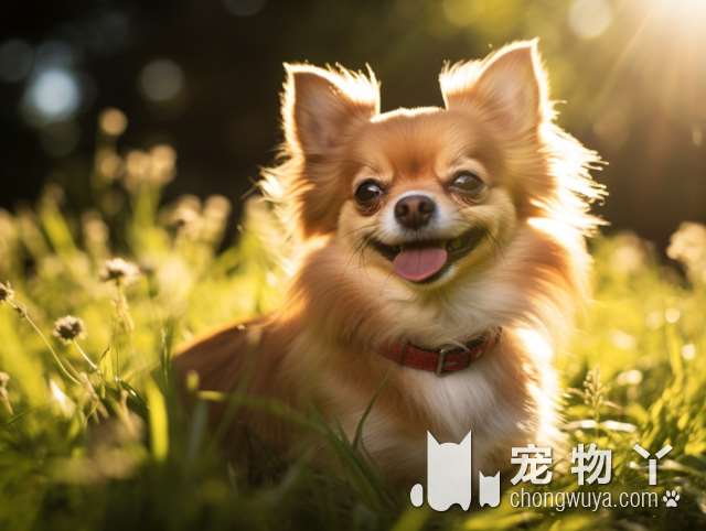 什么水狗狗能喝与不能喝？为了爱犬的健康，给它喝对水很重要！